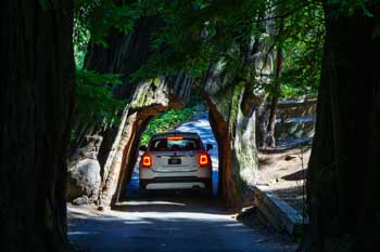 car through tree