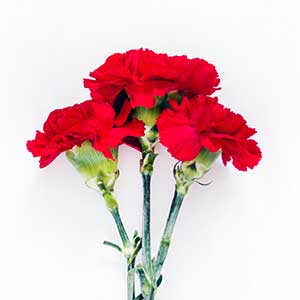 pix of carnation