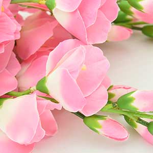 pix of Gladiolus