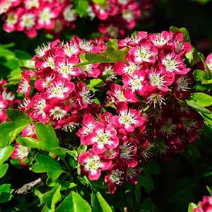 pix of Hawthorn
