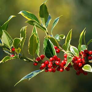 pix of Holly