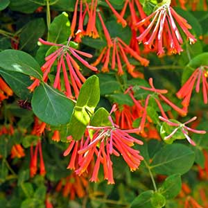 pix of Honeysuckle