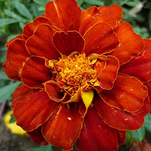 pix of Marigold