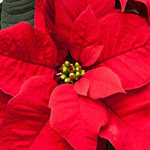 pix of Poinsettia