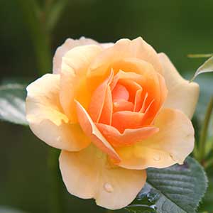 pix of Rose