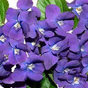 pix of Violet