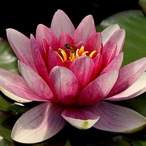 pix of Water Lily