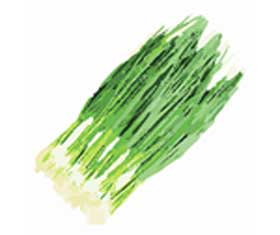chive