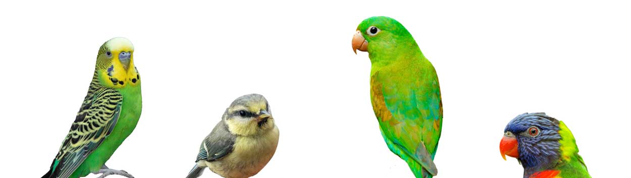 collage of birds