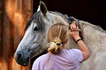 girl strocking horse