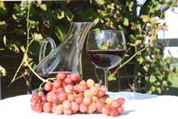 grapes and wine